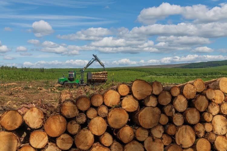 forestry min Kesseler forestry min Kesseler